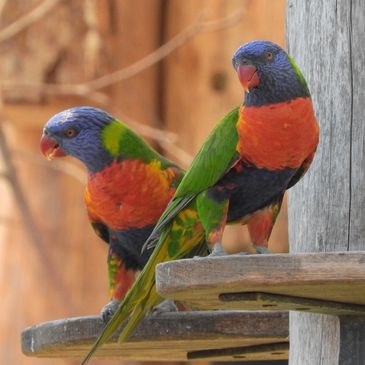 The Joy and Benefits of Buying Parrots Online